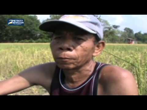 Ratusan Hektar Tanaman Padi Puso Akibat Kekeringan