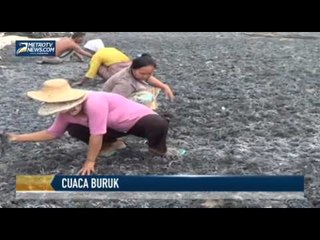 Cuaca Buruk, Petani Rumput Laut di Sumenep Merugi
