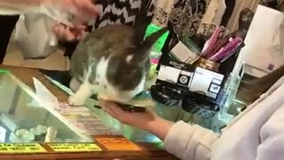 A rabbit gives change