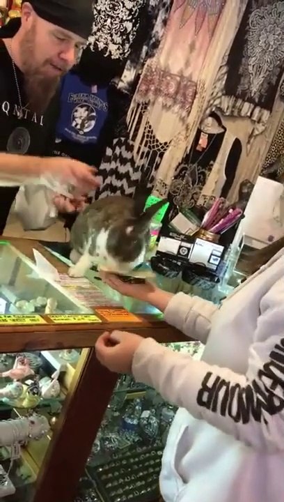 A rabbit gives change