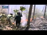 Hutan Jati di Tuban Diduga Sengaja Dibakar