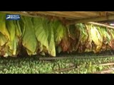 Kekeringan Membawa Keuntungan bagi Petani Tembakau di Jember