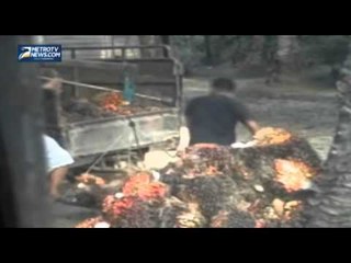 Harga Sawit Anjlok, Petani di Riau Menjerit