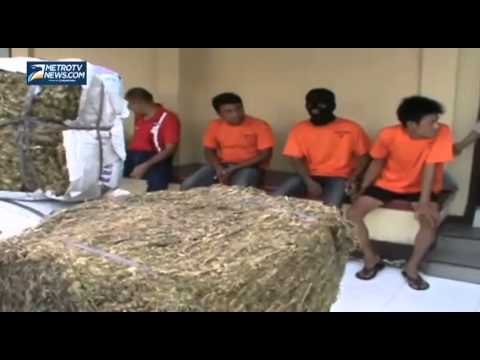 Gila, 263 Kg Ganja Ini Akan Diedarkan di Medan ISU
