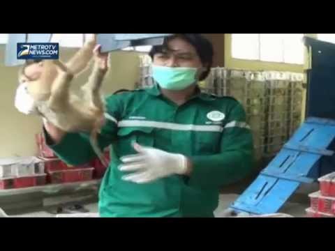 Penyelundupan 270 Ekor Kera Ilegal Berhasil Digagalkan