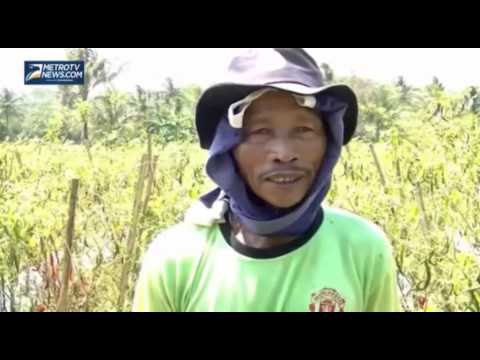 Puluhan Hektar Tanaman Cabai Rusak Diserang Hama Patek