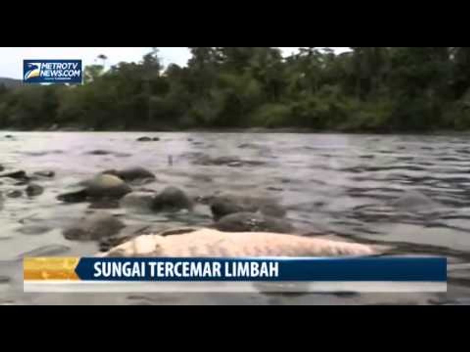 Diduga Tercemar Merkuri, Ribuan Ikan di Sungai Teunom Mati
