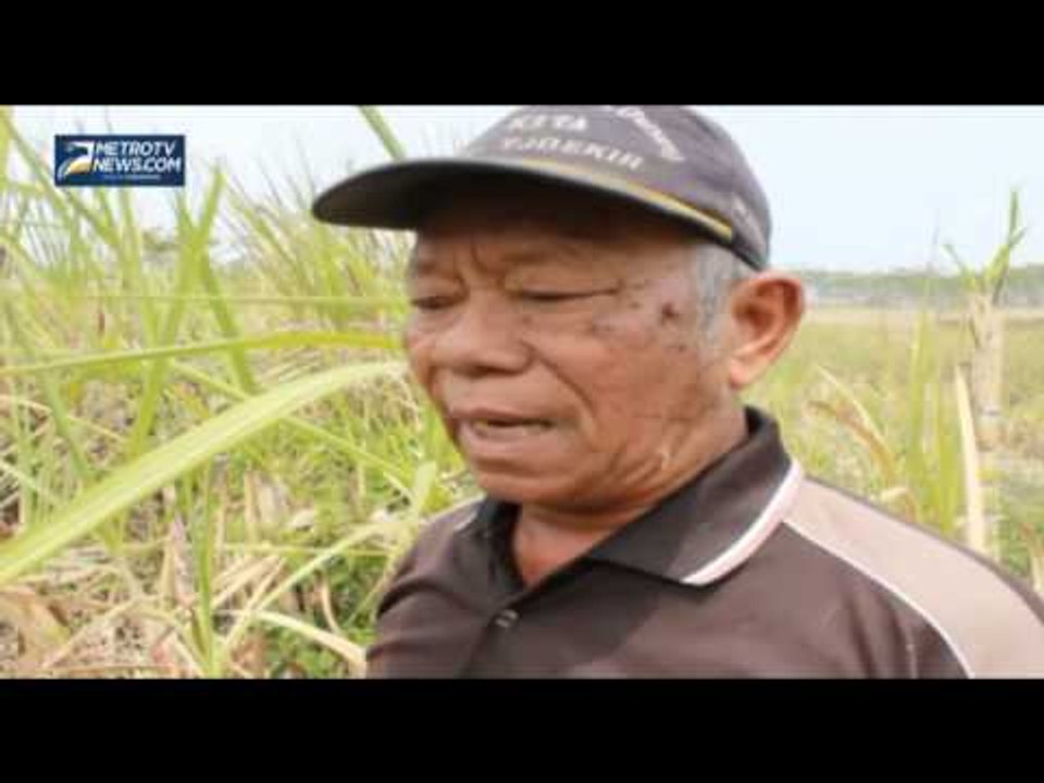 Harga Tebu Anjlok, Pendapatan Petani Turun Drastis