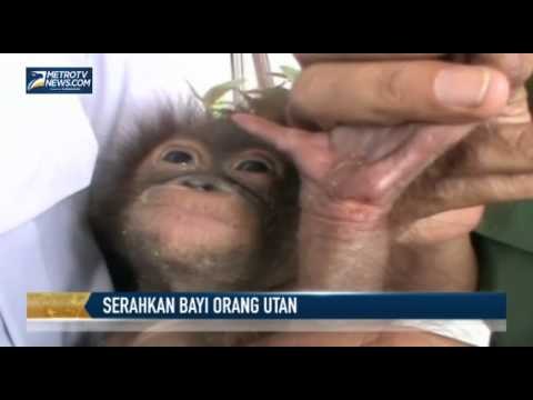 Warga Serahkan Bayi Orang Utan Berusia Tiga Bulan