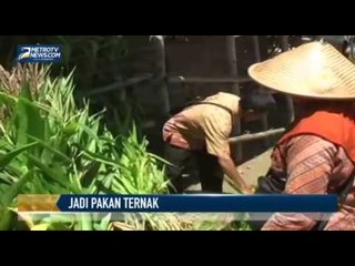 Tanaman Jagung Jadi Pakan Ternak
