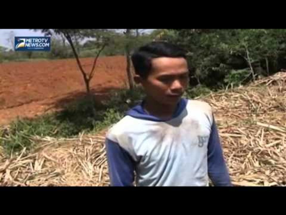 Harga Anjlok, Petani Tebu di Kudus Menjerit