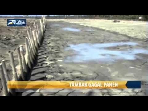 Puluhan Hektare Tambak Gagal Panen akibat Kekeringan