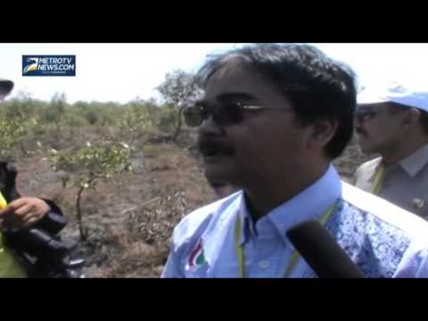 Pulau Endapan Lumpur Lapindo Seluas 100 Hektar Jadi Hutan Bakau