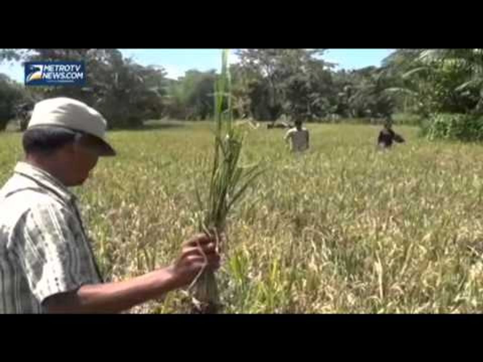 Diduga Tercemar Limbah, Ratusan Hektar Sawah Gagal Panen