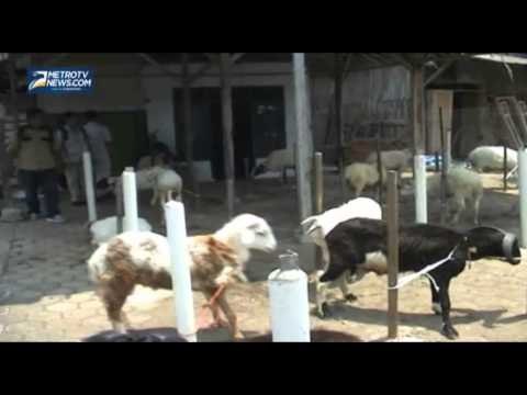 Penjulan Domba Kurban di Sukabumi Turun Drastis