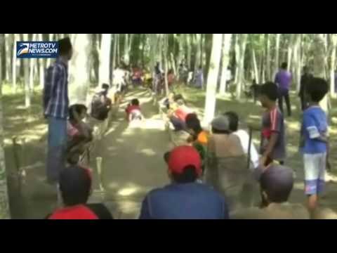 Nonton Balapan Marmut di Lumajang