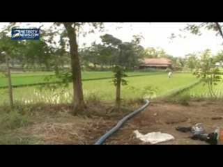 Pertahankan Padi, Petani Harus Sewa Pompa Air