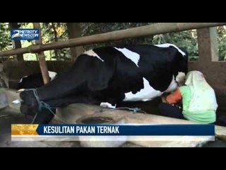 Peternak Sapi Perah Kesulitan Cari Pakan