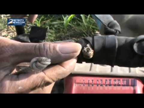 Petani Jember Gunakan Elpiji sebagai Bahan Bakar Pompa Air