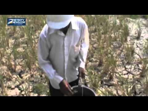 Ratusan Hektare Sawah Kekeringan, Petani Gigit Jari