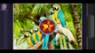 ᴴᴰ Jigsaw Puzzle HD - Macaw Parrots, Jungle Paradise, Lions Family, Sleeping Giant Panda Baby