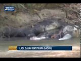 Lagi, Gajah Ditemukan Tewas Tanpa Gading di Aceh