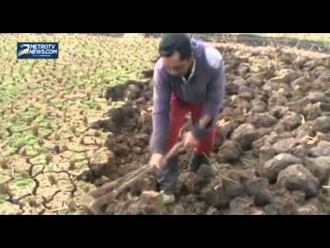 Kekeringan, Petani Alih Profesi Jadi Kuli Bangunan