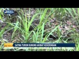 Satwa Turun Gunung Akibat Kekeringan
