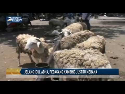 Jelang Idul Adha, Pedagang Kambing Justru Merana