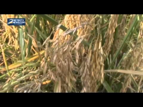 Ratusan Hektar Sawah di Mesuji Kekeringan