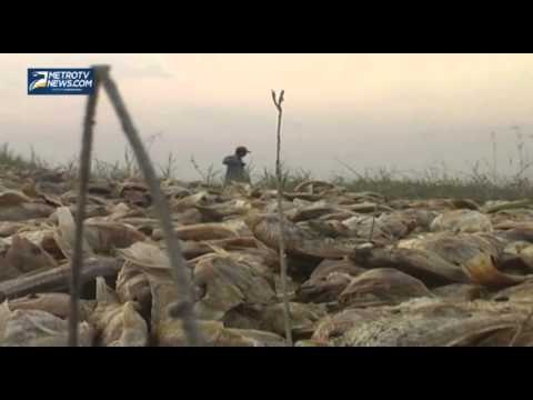 Waduk Kedungombo Kering, Ratusan Ton Ikan Petani Keramba Mati