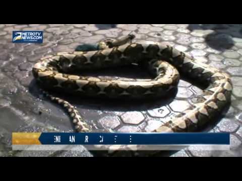 Penemuan Ular Sanca 4 Meter Gegerkan Warga