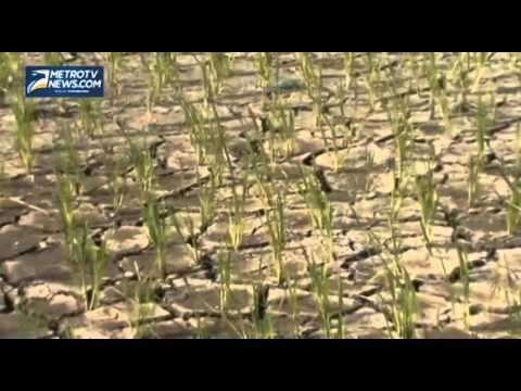 Kekeringan, Petani Padi di Banyuwangi Terancam Gagal Panen