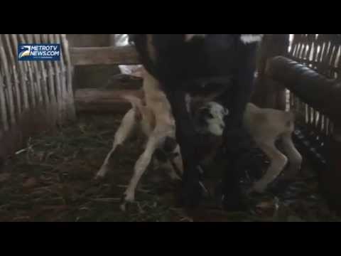 Warga Sumedang Dihebohkan Kambing Bermata Empat