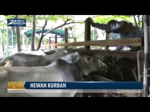 Jelang Idul Adha, Harga Hewan Kurban di Medan Melonjak Tajam