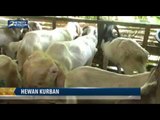 Harga Meningkat 30 Persen, Kambing Kurban di Denpasar Sepi Pembeli