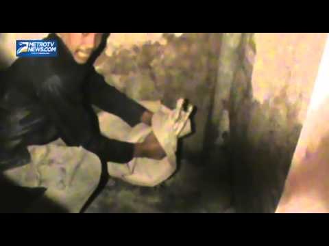 Tujuh Ekor Buaya Dievakuasi dari Rumah Warga