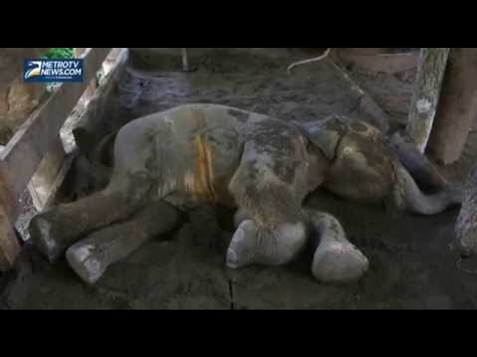 Tim Dokter Berjuang Mengobati Anak Gajah yang Lumpuh