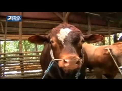 Gubernur dan Wakil Gubernur Jatim Kurban Sapi Limosin 1 Ton