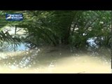Banjir Luapan Sungai Padang Rusak Ratusan Hektar Kebun Palawija