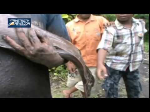 Warga Lumajang Dikejutkan Penemuan Ikan Lele Raksasa