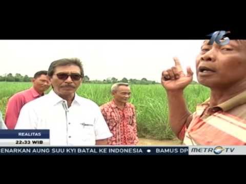 Realitas: Cerita Pahit Industri Gula