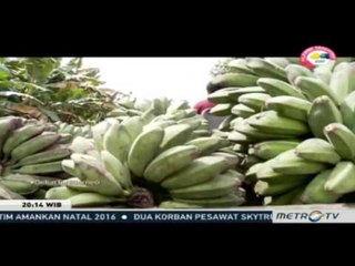 360: Geliat Tani Borneo