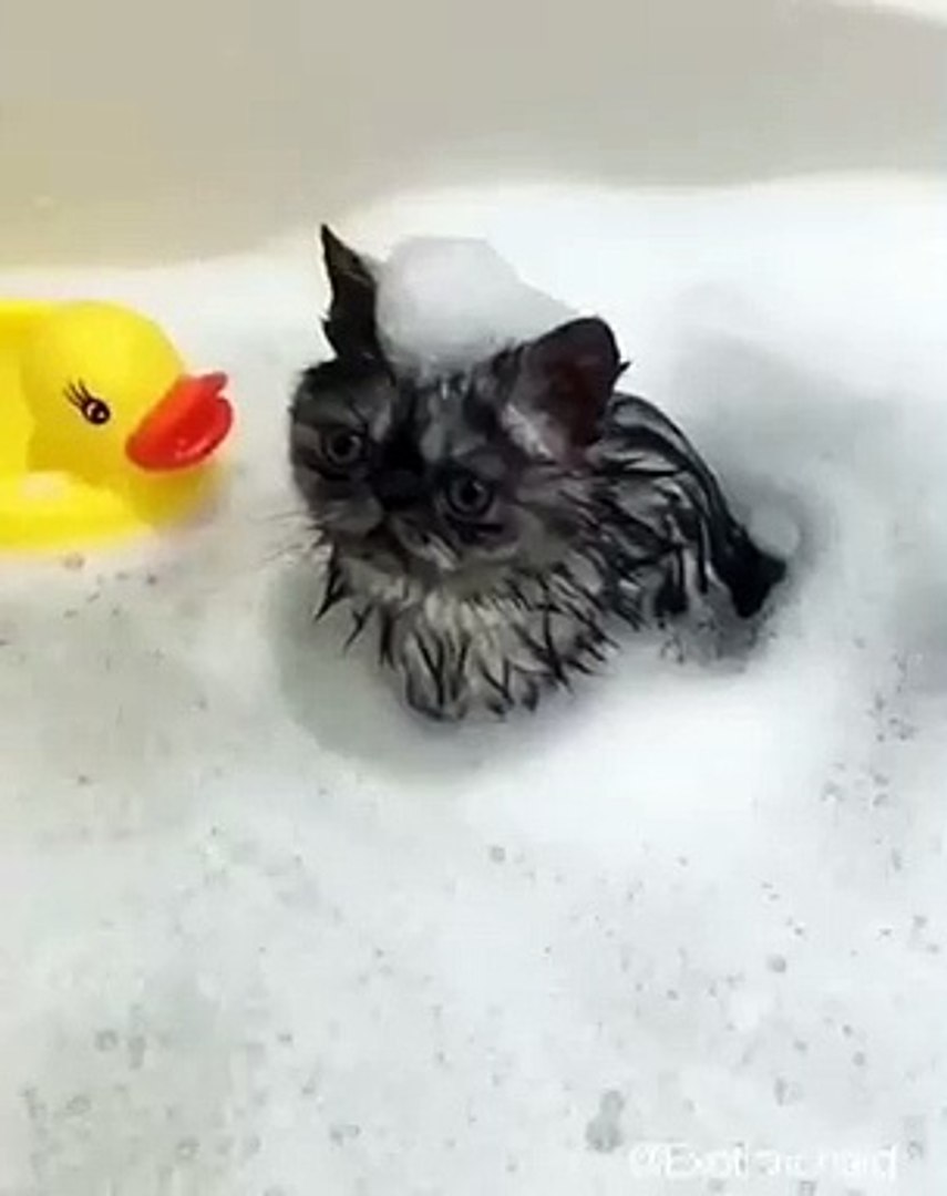 Funny cats showring - top funny pets
