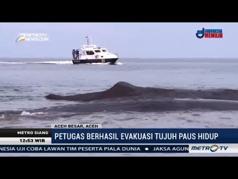 7 dari 10 Paus yang Terdampar di Aceh Berhasil Diselamatkan