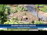 Seekor Gajah Liar Ditemukan Mati di Bengkulu