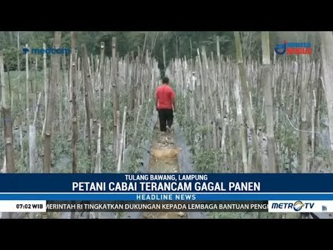 Air Langka, Petani Cabai di Tulang Bawang Terancam Gagal Panen