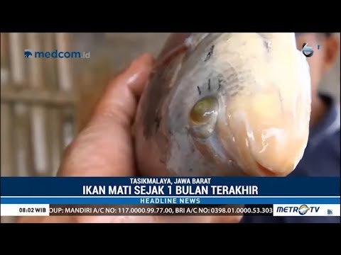 Bakteri Misterius Di Tasikmalaya : Ikan-Ikan Mati Mendadak