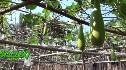 Natural Beauty of Bangladeshi Village. HD