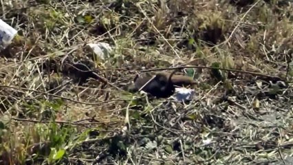 Rat Big Battle In The Desert Stoat and the unexpected ¦ Most Amazing Attack of Animals